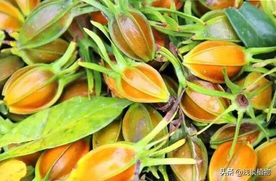 栀子和黄栀子有什么区别