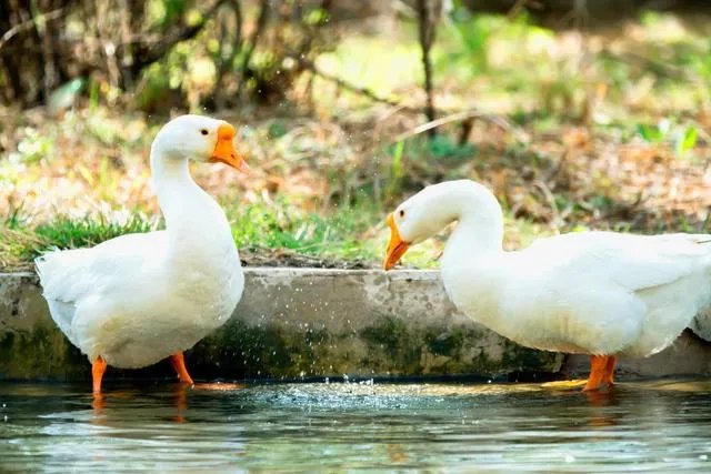 株洲的美食你吃过哪些?如何评价?