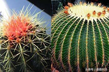 仙人球怎么养更好？