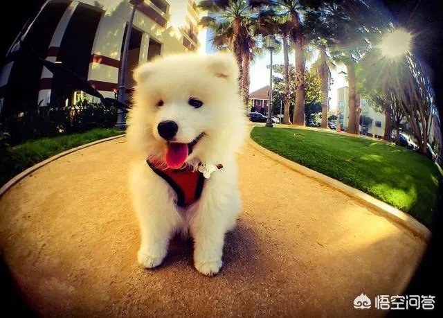 如果把狗狗自己放到陌生环境中