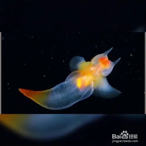 裸海蝶是什么？裸海蝶介绍