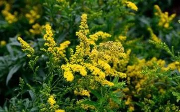 属蛇男5月出生命好吗 属蛇人5月走什么运