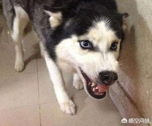 如果把狗狗自己放到陌生环境中