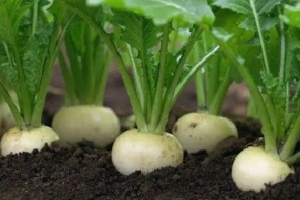 恰玛古是什么？