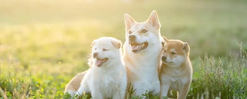 82年属什么生肖 1982年与什么生肖合作最佳