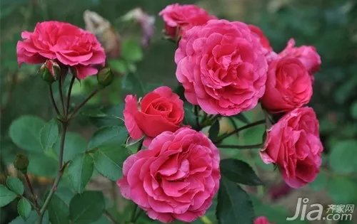 月季花的特点 月季花有什么作用