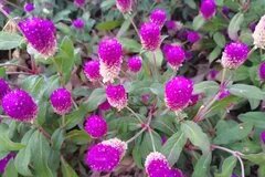 【秋天有什么花开】秋天开的花 秋天盛开的花有哪些 秋天开什么花