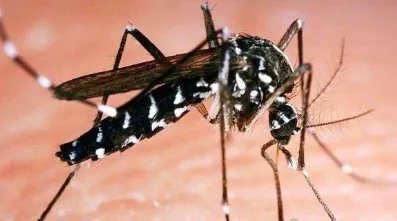 世界上最大的蚊子——金腹巨蚊