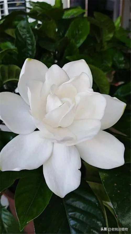 栀子和黄栀子有什么区别