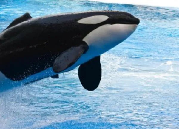 虎鲸被圈养42年后开始严重自残,它是从什么时候开始失去自由的?