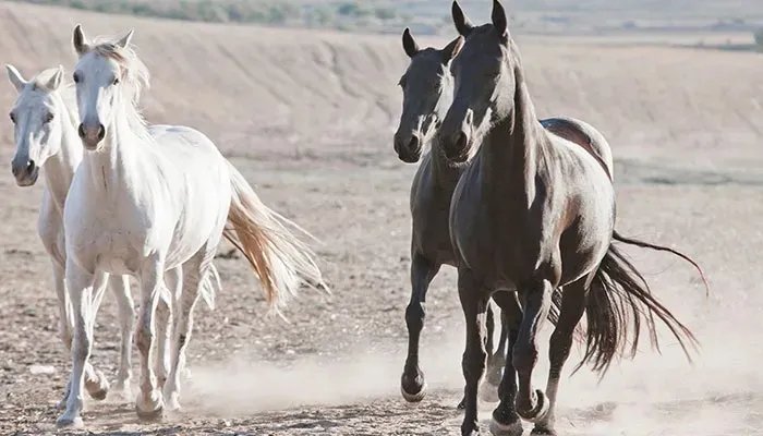 1978年生肖马是什么命 1978年属马人的一生命运
