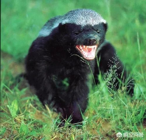 平头哥蜜獾到底有多强大？