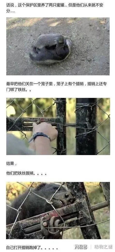 平头哥蜜獾到底有多强大？