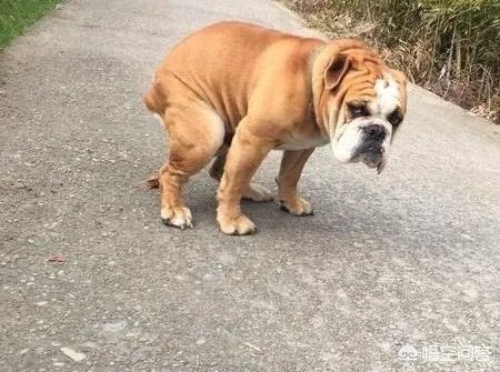 如果把狗狗自己放到陌生环境中