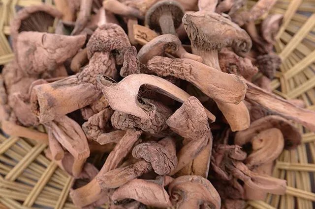 肉蘑的功效与作用 肉蘑的家常做法大全