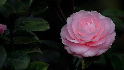 春天都有什么花开