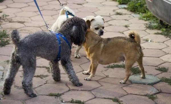 济南发布养犬通告规定什么?