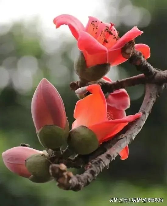 现在会有人劝年轻人凡事要趁早，你怎么看