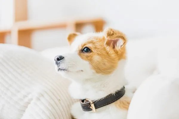 82年属什么生肖 1982年与什么生肖合作最佳