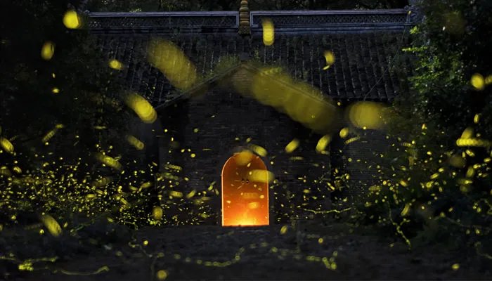 萤火虫吃什么食物 萤火虫吃什么东西