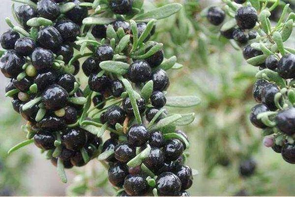 黑枸杞子的作用与功效与作用