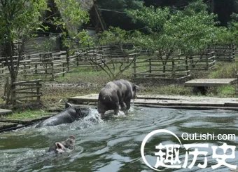 网曝浙江最具幸福感猪舍 周边都是果树简直天堂