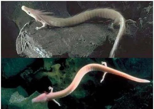 属龙的今年多大了