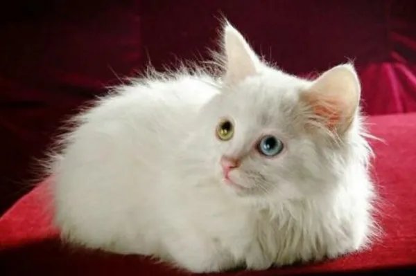 温顺可爱的猫，为什么能被宋代文人如此偏爱？