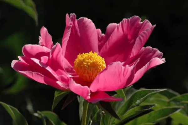 花木的象征意义