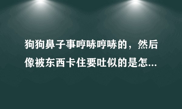 狗狗鼻子事哼哧哼哧的，然后像被东西卡住要吐似的是怎么回事？
