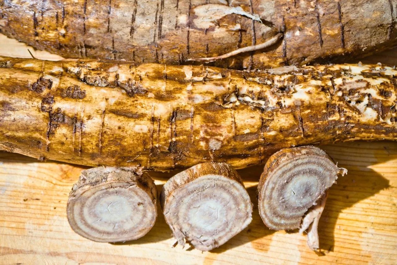 葛根与茯苓区别图片