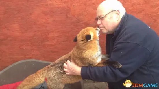 7年之后被救小狐狸见恩人 场面瞬间失控令人动容