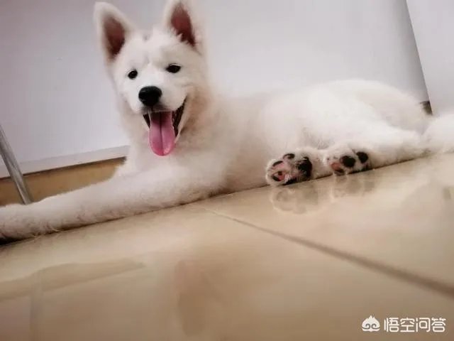 如果把狗狗自己放到陌生环境中