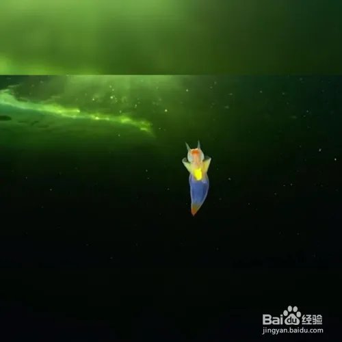 裸海蝶是什么？裸海蝶介绍