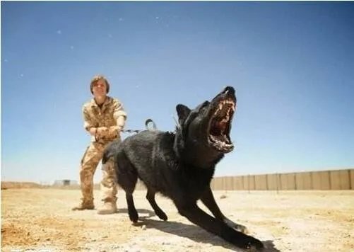 如果把狗狗自己放到陌生环境中