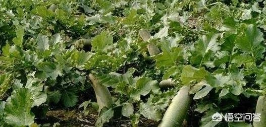 立秋后，上午种萝卜好还是下午种萝卜好？为什么？