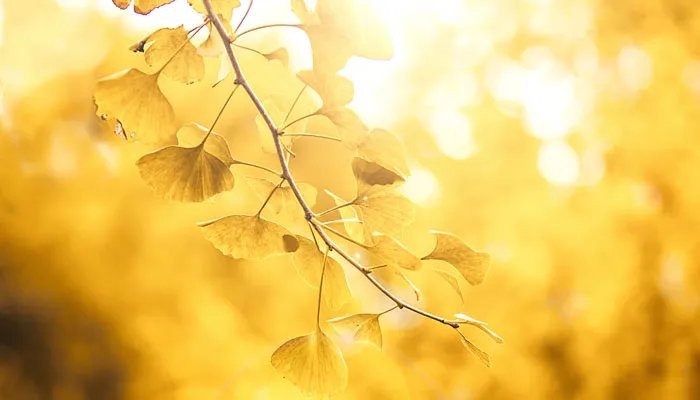 风景树有哪些 风景树包括哪些