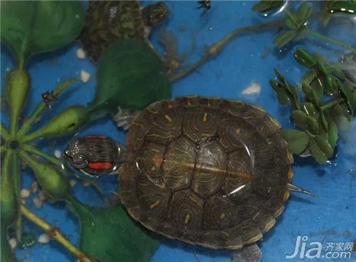 乌龟吃什么食物?乌龟食物解析