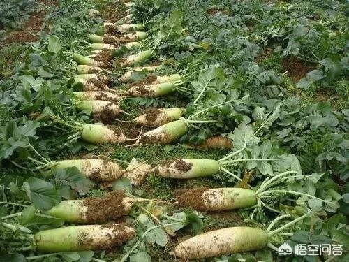 立秋后，上午种萝卜好还是下午种萝卜好？为什么？