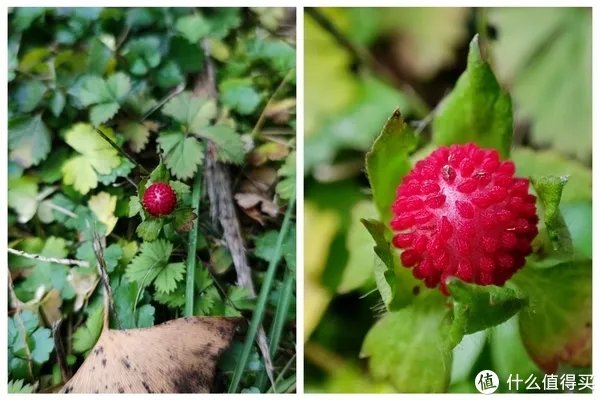 小米11手机详细参数配置介绍