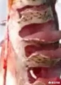 鲤鱼怎么做好吃？