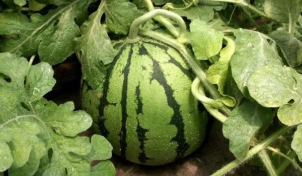 甘瓜苦蒂下一句是什么