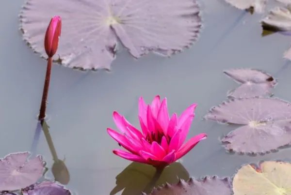 什么是指示代词？