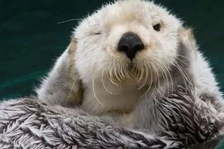 水猴子是什么动物？为什么“水猴子”又叫“水鬼”？