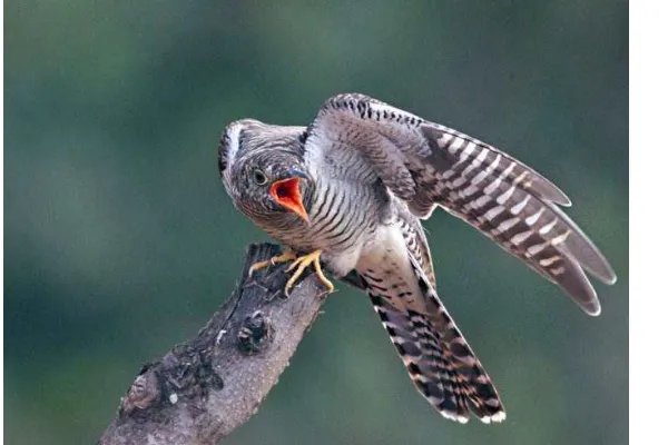 子规是什么鸟？