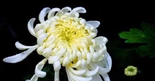 菊花的象征什么意义