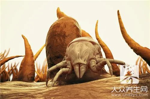 怎么杀死螨虫？什么季节螨虫最多？