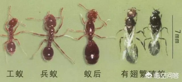 红火蚁出没赣州，政府发布紧急疫情，这是怎么回事，怎么辨别红火蚁？