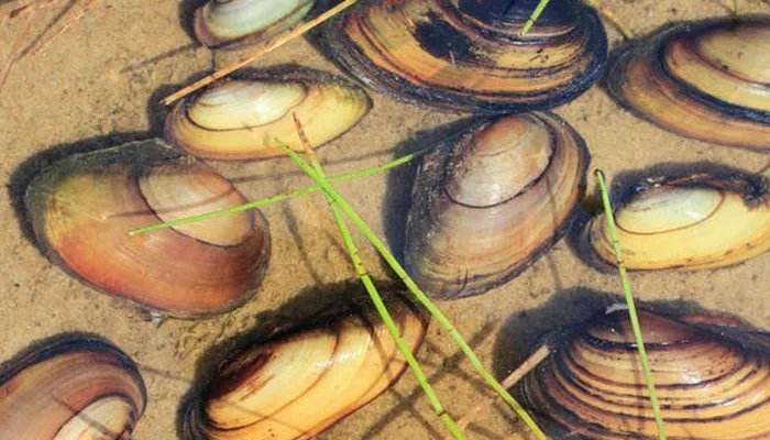 河蚌吃什么 河蚌吃什么食物