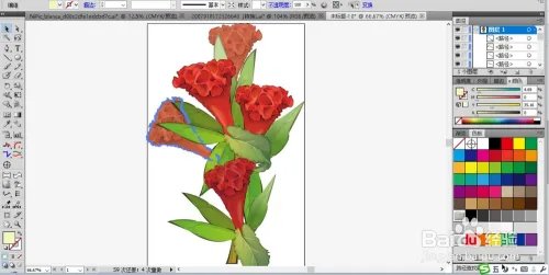 鸡冠花图片设计